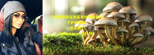 прущие грибы Вяземский